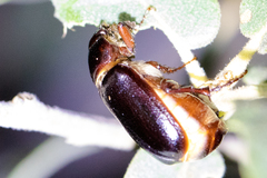 Phyllophaga bilobatata