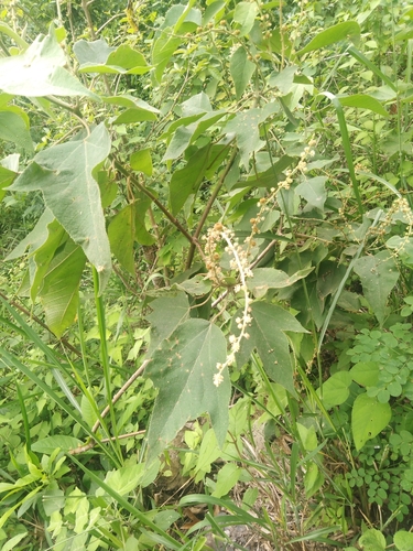 Croton hibiscifolius