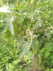 Croton hibiscifolius