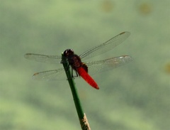 Erythemis mithroides