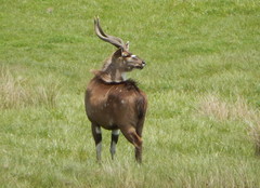 Tragelaphus buxtoni