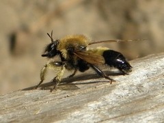 Laphria sacrator