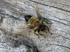 Laphria sacrator