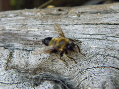 Laphria sacrator