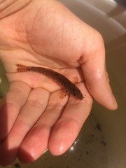 Barbatula barbatula