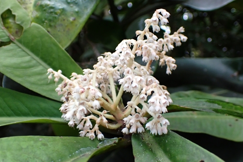 Tapeinosperma oblongifolium observed 2025-10-24