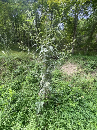 Tall Thistle