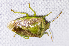 Banasa subcarnea