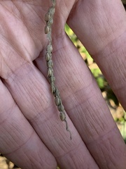 Paspalum floridanum