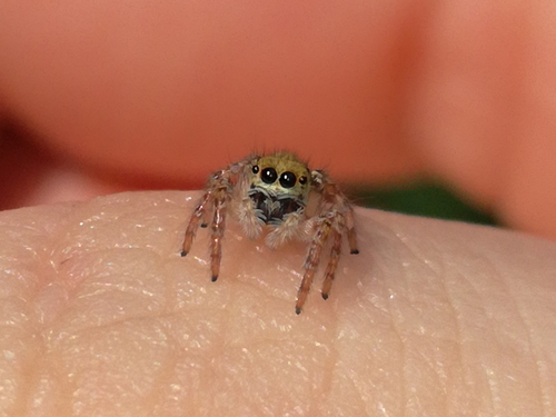 skákavka dvojfarebná (Carrhotus xanthogramma)