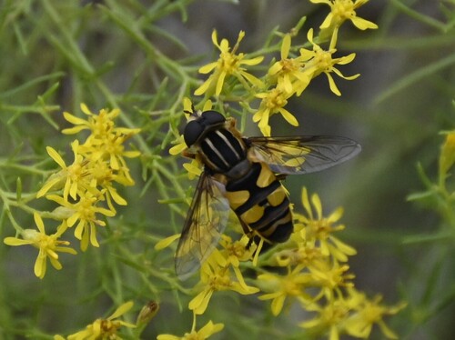 Unknown species found near Lake County, FL, USA