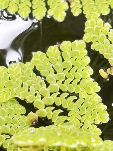Azolla, 2025-10-27