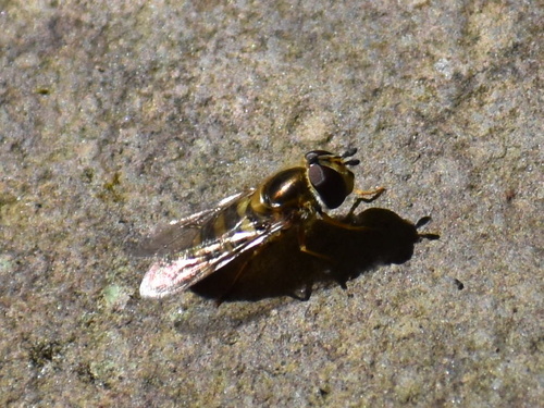 Unknown species found near Great Smoky Mountains National Park, Bryson City, NC, US