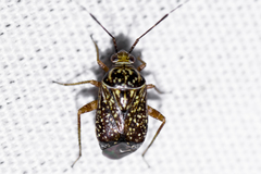 Taedia maculosa