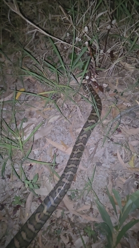 Coastal Carpet Python sighting