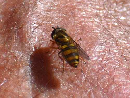 Unknown species found near Great Smoky Mountains National Park, Bryson City, NC, US