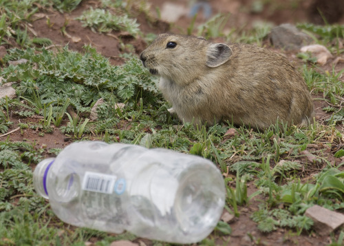 Black-lipped Pika