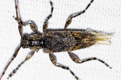 Trichocanonura linearis