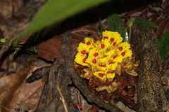 Etlingera fimbriobracteata