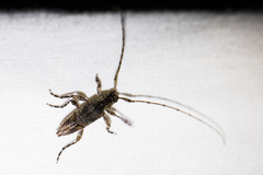 Trichocanonura linearis