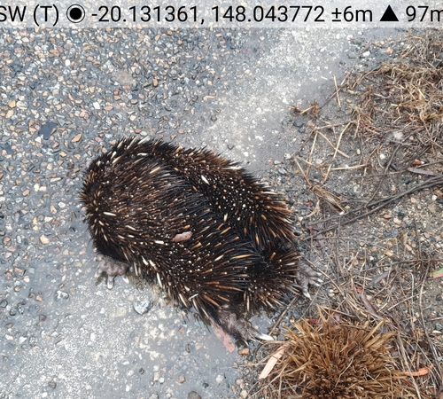 Short-beaked Echidna