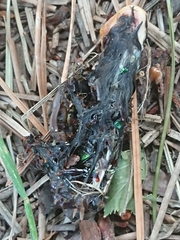 Megadromus antarcticus