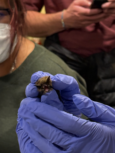 iNaturalist observation photo of Mouse-eared Bats