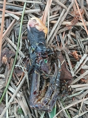 Megadromus antarcticus