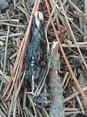 Megadromus antarcticus