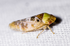 Dragonana dracontea