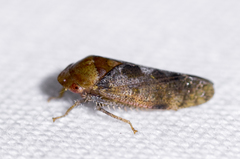 Dragonana dracontea