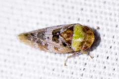 Dragonana dracontea