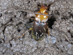 Amphasia interstitialis