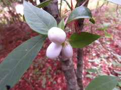 Cestrum guatemalense