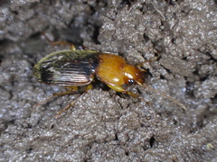 Amphasia interstitialis