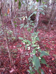 Cestrum guatemalense