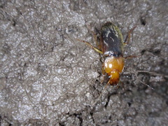 Amphasia interstitialis