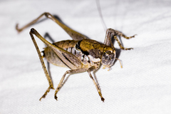 Eremopedes ephippiata