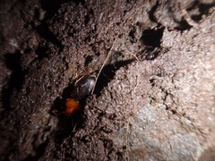 Amphasia interstitialis