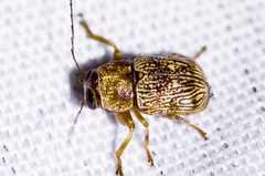 Pachybrachis tacitus