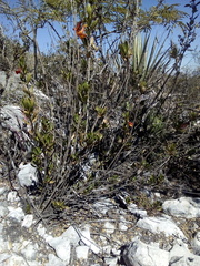 Hemichaena levigata