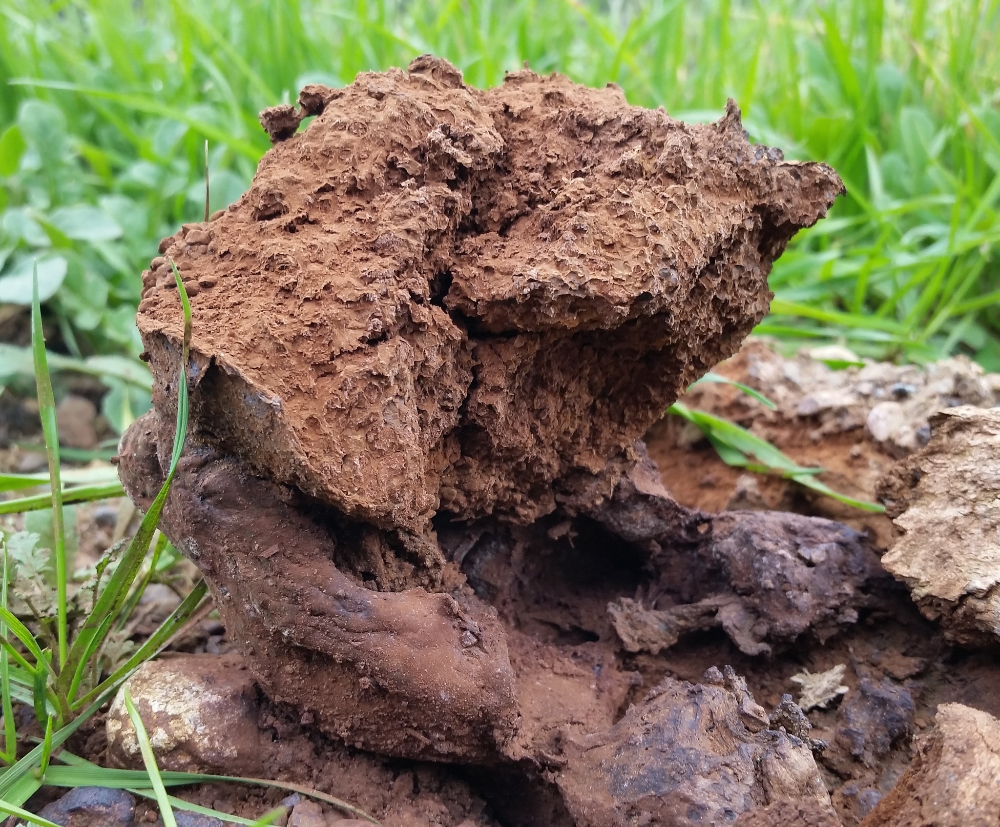 Pisolithus arrhizus image