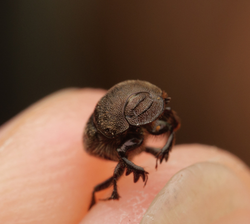 Onthophagus punctatus