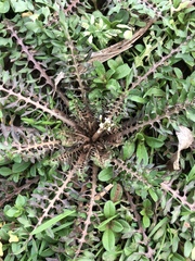 Planodes virginicum