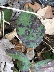 Sphaerulina westendorpii