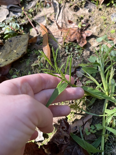 Water Paspalum (Paspalum repens)