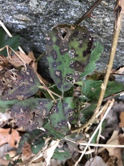 Sphaerulina westendorpii