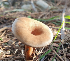 Clitocybe diatreta
