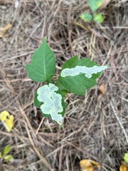 Cameraria guttifinitella