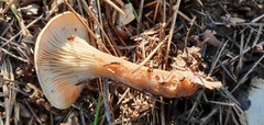 Clitocybe diatreta